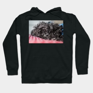 Toy poodles Hoodie